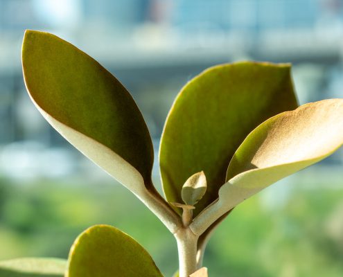 Decorating with Plants