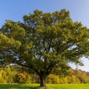 Oak Trees