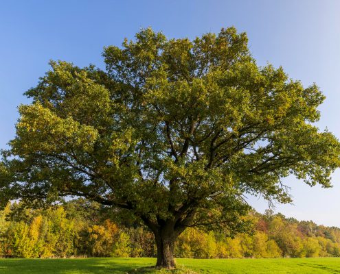 Oak Trees