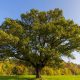 Oak Trees