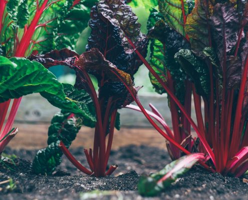 Garden Homes Texas Hill Country