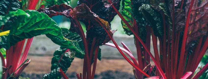 Garden Homes Texas Hill Country