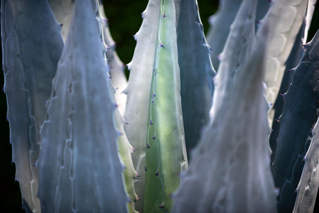 Agave