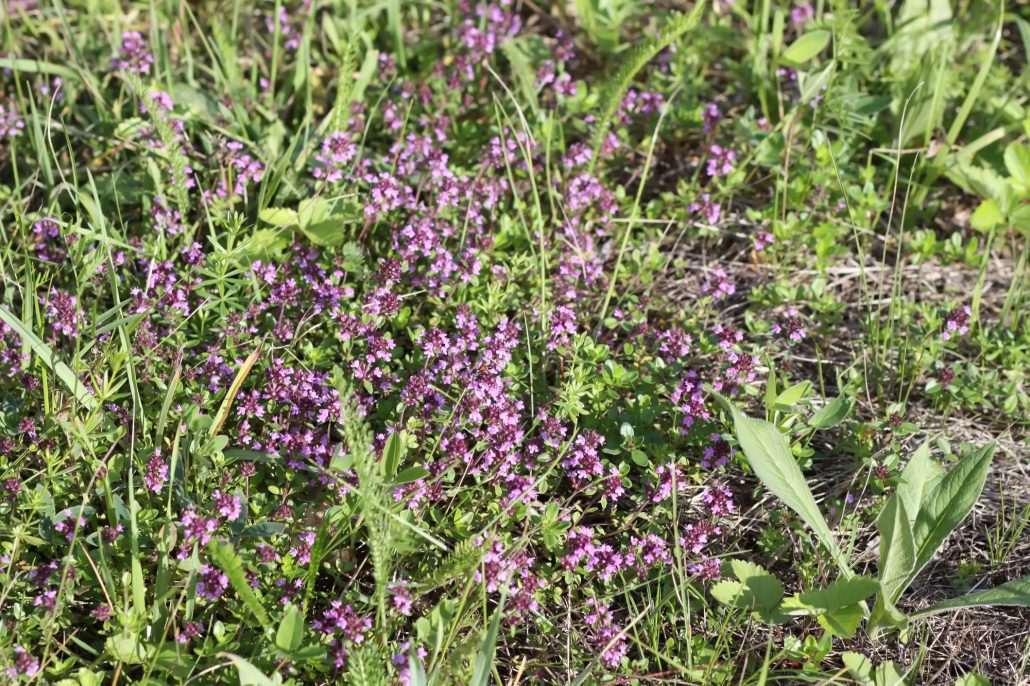 Creeping Thyme
