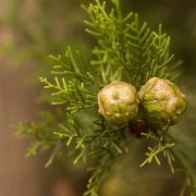 Drought Tolerant Plants in Texas Drought Tolerant Plants in Texas