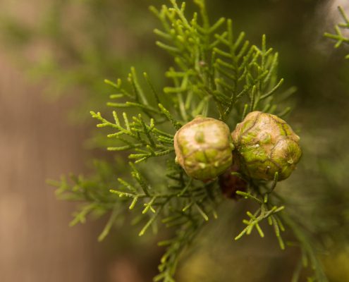 Drought Tolerant Plants in Texas