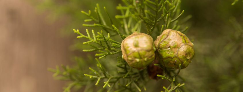 Drought Tolerant Plants in Texas