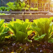 What to Plant in June in Texas What to Plant in June in Texas