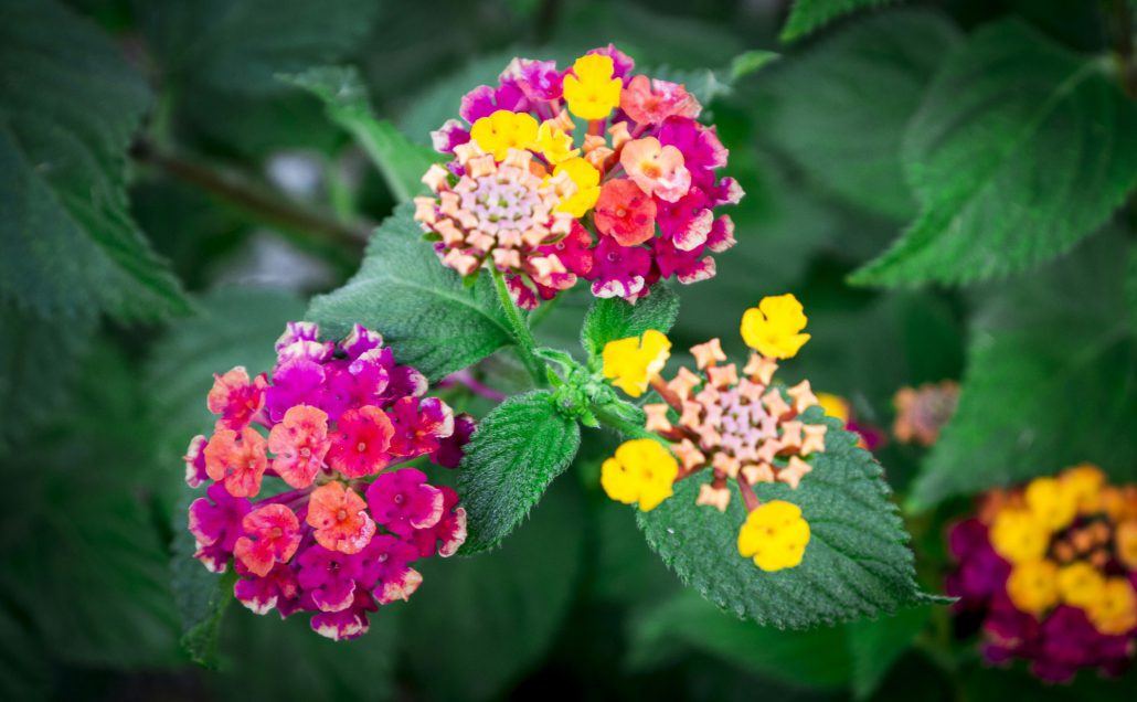 Lantana