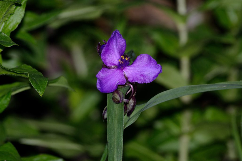 Spiderwort